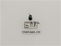 藏品(鞘翅目(1))的圖片